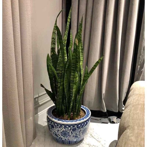 Bleu Blanc Bitki /Ağaç Saksısı I 41 cm